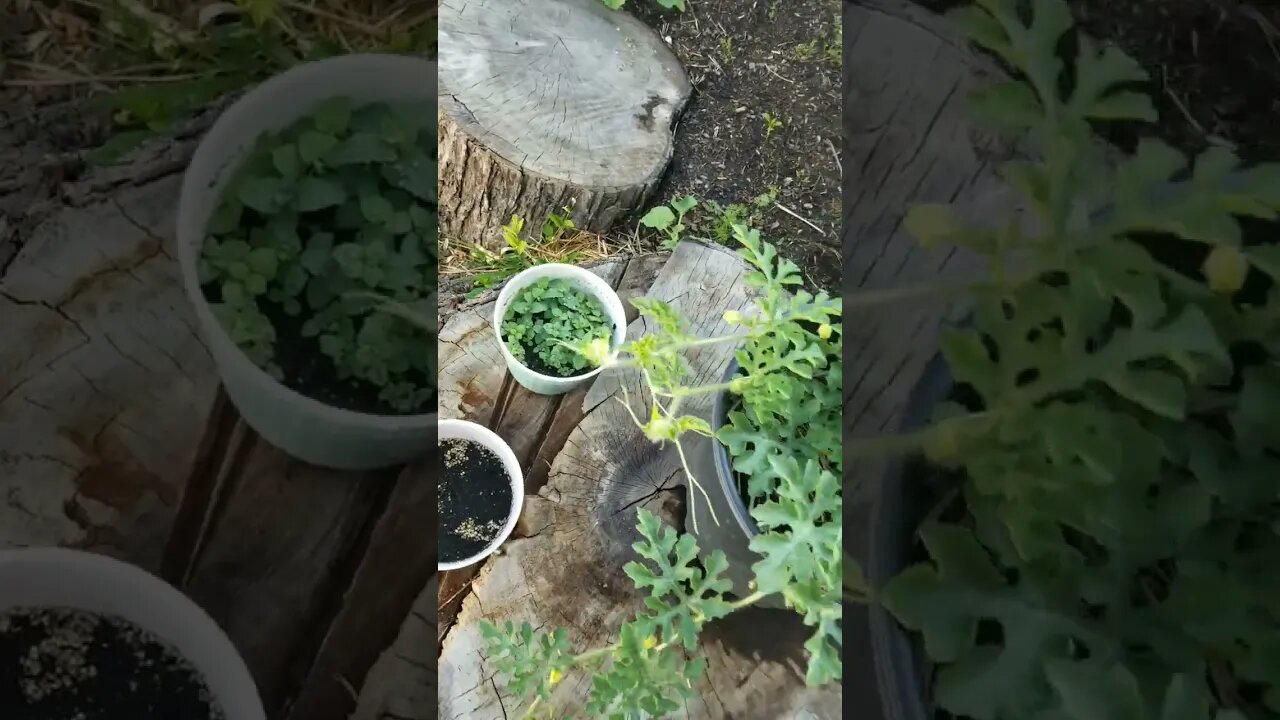 My Tomatoes Have Started Growing And Other Stuff As Well! #garden #gardening #diy #selfsufficiency