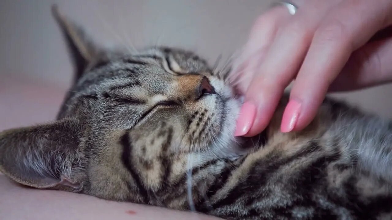 Caressing kitty under furry chin close up