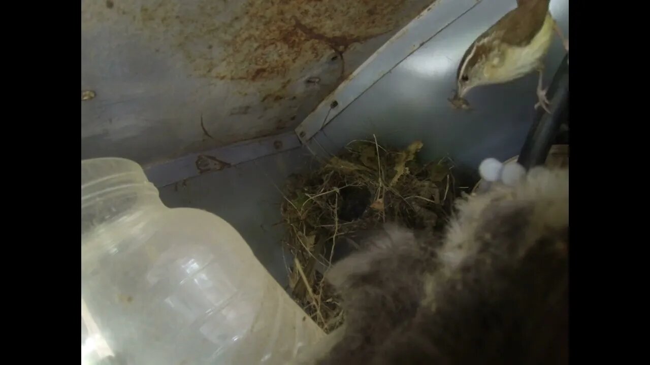 Bird nest with 10 cats on porch