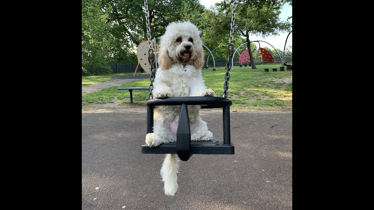 Puppy on the swing