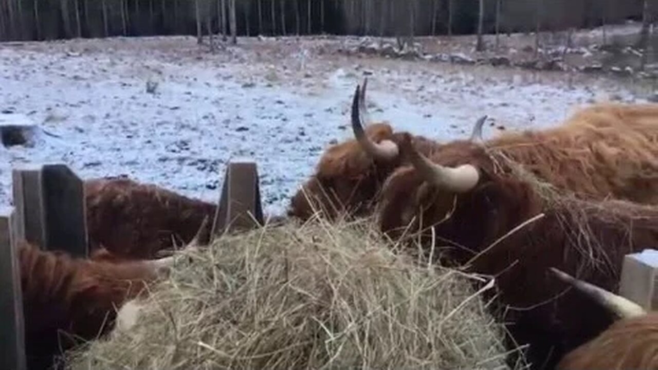 Not All Hay Is Good Hay - Cow Update