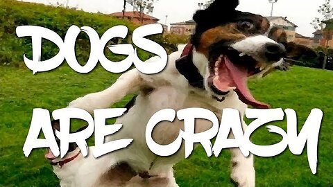 Funny happiest animal videos....🐕