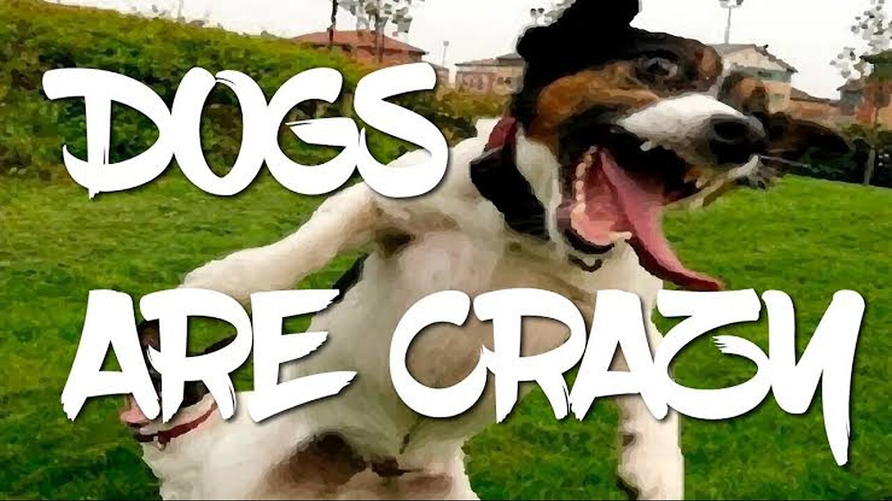 Funny happiest animal videos....🐕