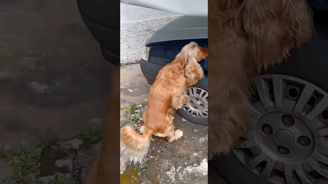 #dogshow , #animals , #dogs , #shorts