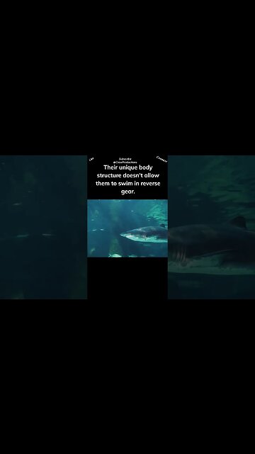 Sharks are excellent swimmers, but they can't swim backward #sharks #shorts