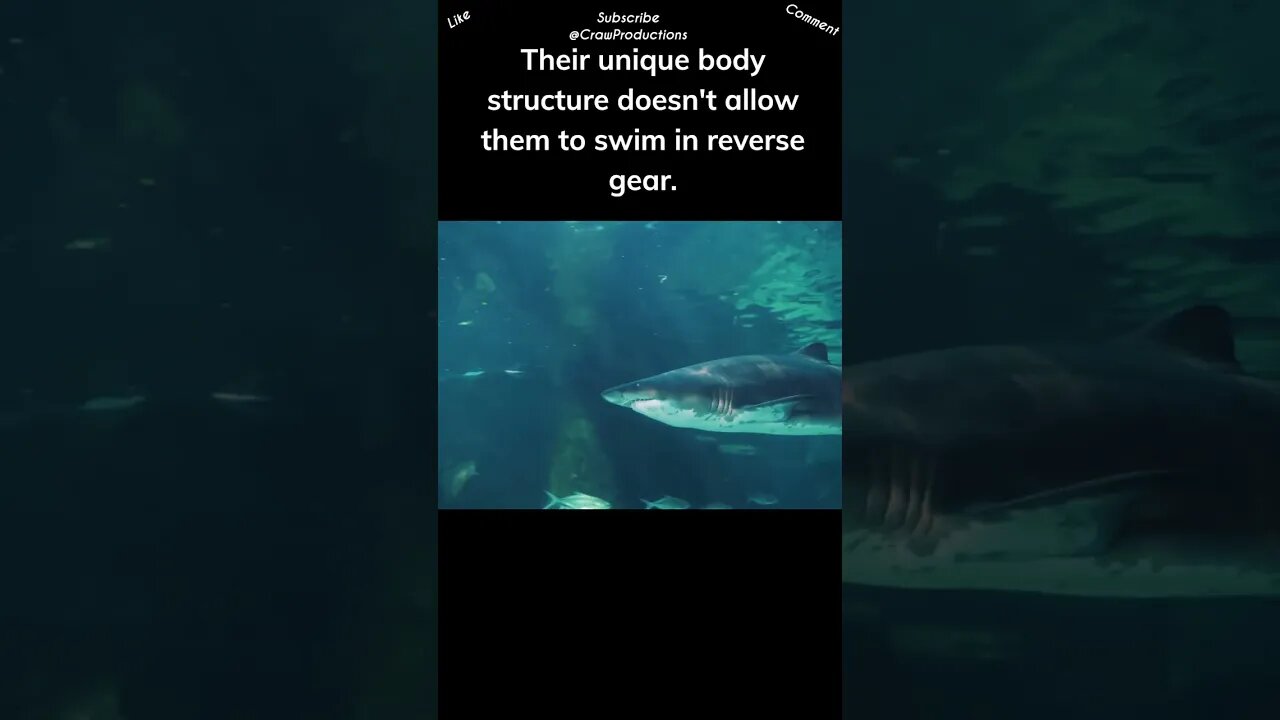 Sharks are excellent swimmers, but they can't swim backward #sharks #shorts