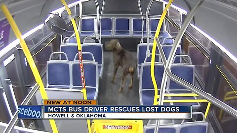 Dogs reunited with family after picked up by Milwaukee County Transit System bus driver