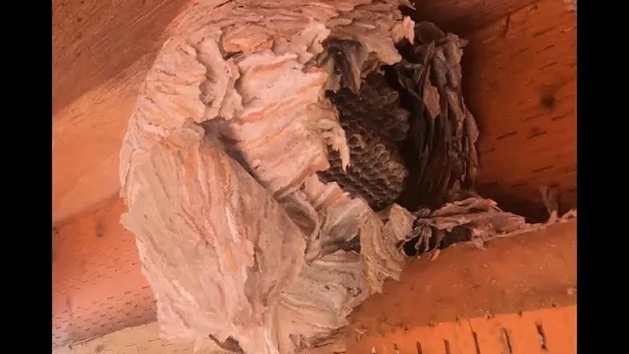 I found a a Hornet's Nest out the back door