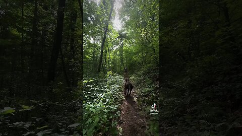 Pure happiness #dog #hikingadventures #doglover #hiking #mansbestfriend #georgia #outdoors