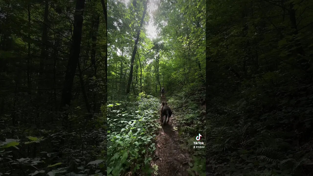 Pure happiness #dog #hikingadventures #doglover #hiking #mansbestfriend #georgia #outdoors