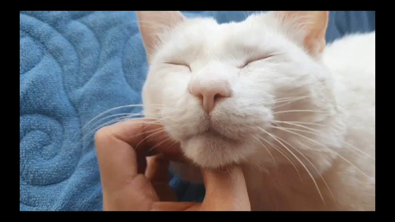 Cat receiving facial massage.