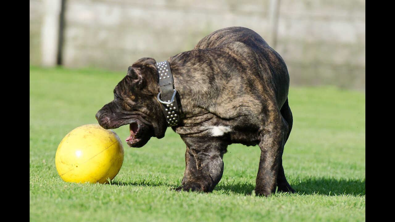 Dog training collar with remote collar