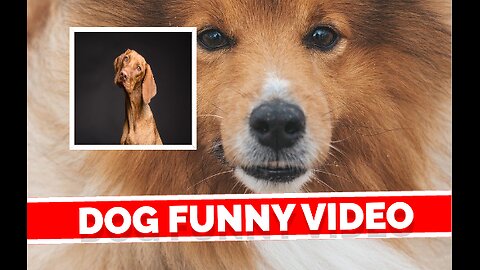 Fur Real Fun: Hilarious Dog Videos That Will Have You Barking with Laughter