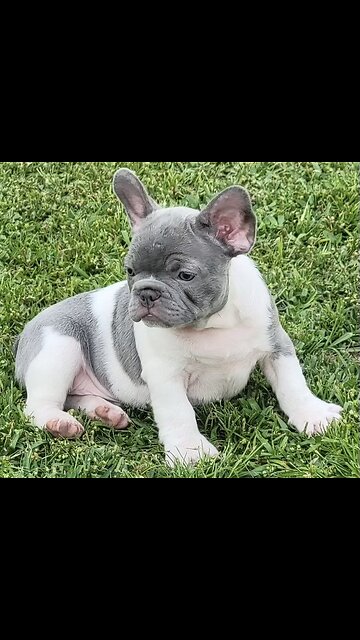 Cute dog 🐶# must watch