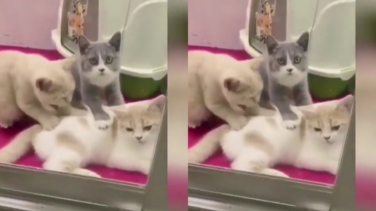 CAT'S SPA