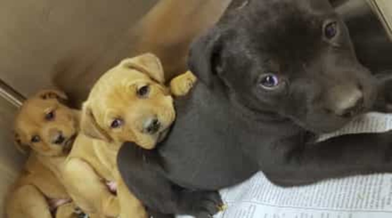 Ten puppies rescued from an abandoned house in Detroit