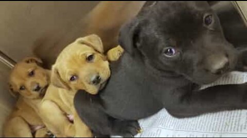 Ten puppies rescued from an abandoned house in Detroit