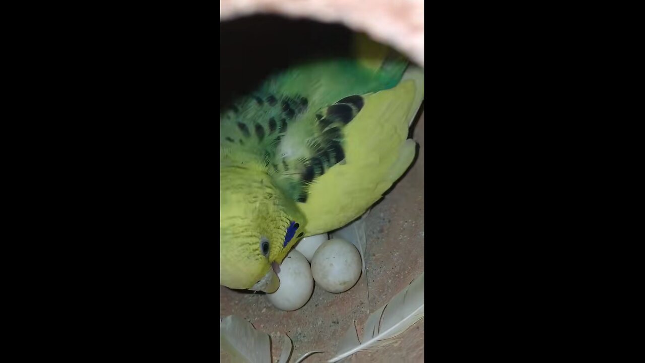 Budgies Eggs 🤍🤍