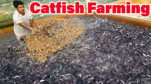 AMAZING Beautiful View Catfish Farming