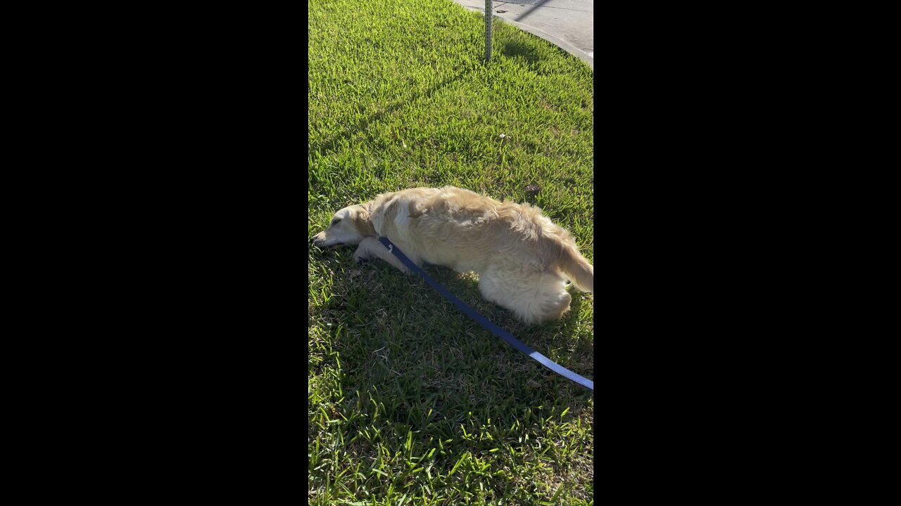 Happy retriever sun-bathing ☀️