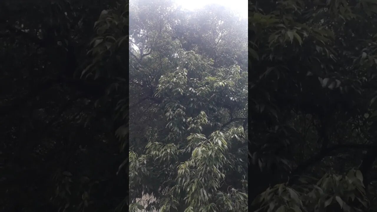 SUNDAY VLOG NATURE LOVER - FAMILY LUNCH - TREES - WIFE BIRTHDAY - LIVING NEAR NATURE - VLOG #shorts