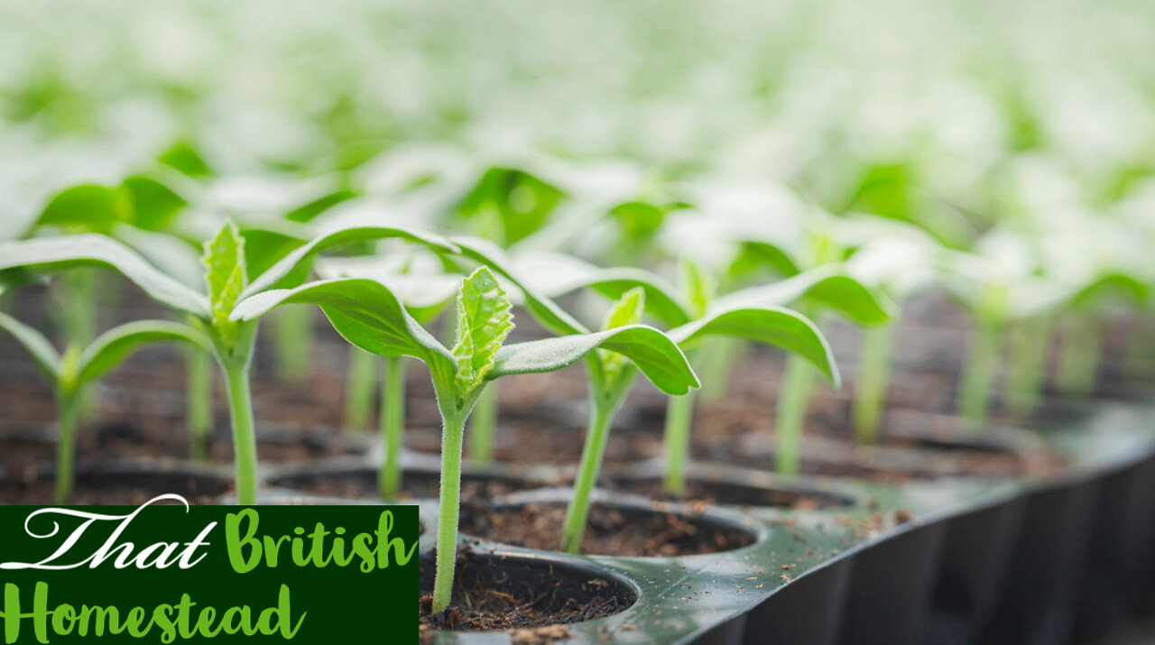 Transplant Seedlings to Bigger Pots: Allotment gardening