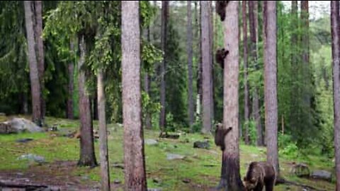 熊の可愛い部分