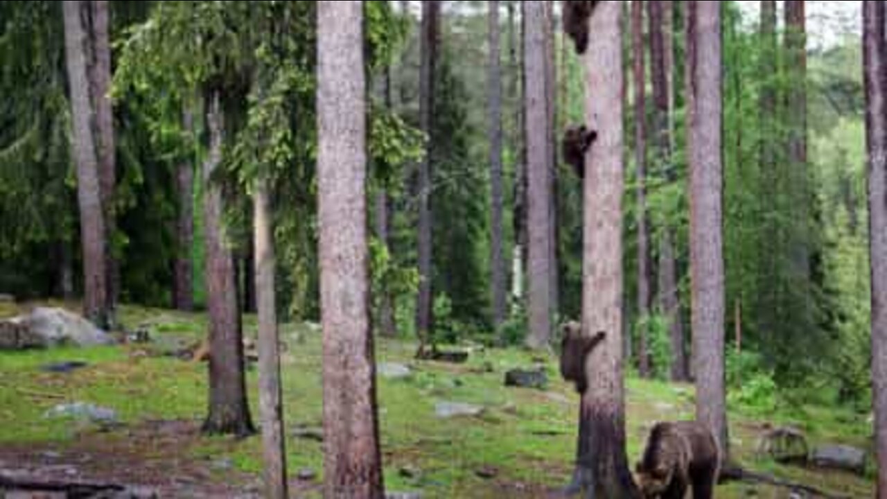 熊の可愛い部分