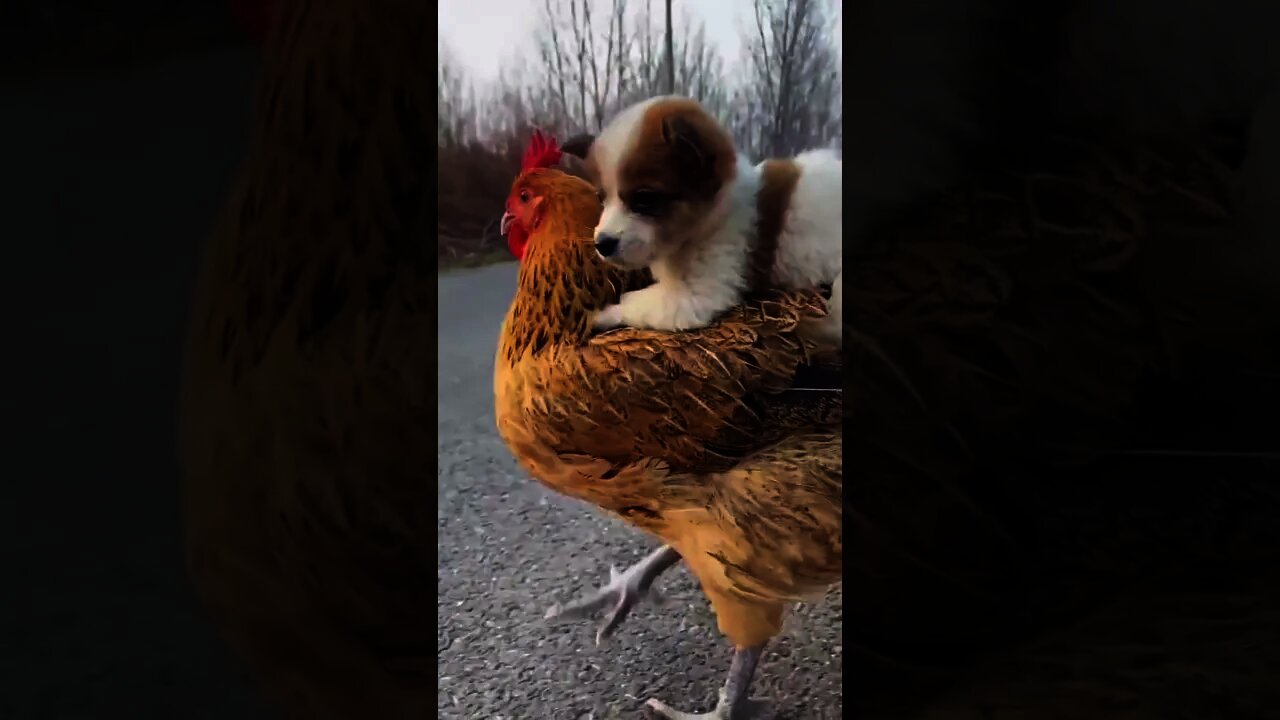 Dog And Hen are Best Friends ❤️🥰 Cute Dogs - Try not to Laugh #shorts