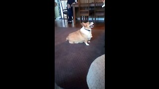 Corgis out of shape