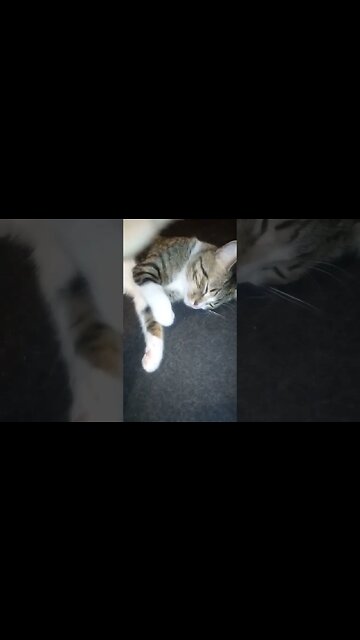 Lazy Cat Turns on His Back #shorts