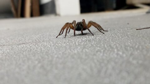 Spider 🕷️ At Work