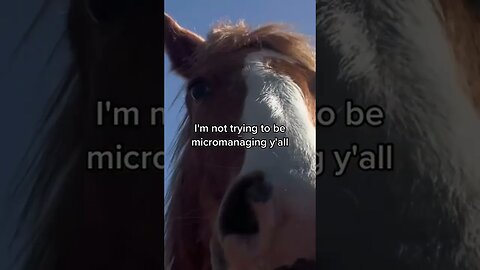 Horses Are Annoying