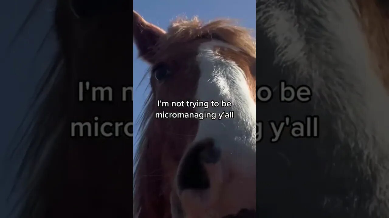 Horses Are Annoying