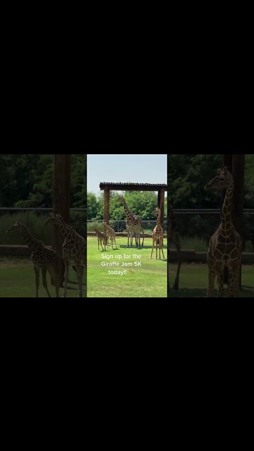 Most Amazing and trending video||relaxing your mind||trendig videos|| #shorts #trending #viral #live