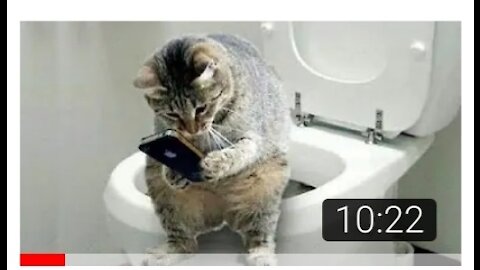 Funny And Cute Cat'S Life (Part 11) Cats And Owners Are The Best Friends Videos