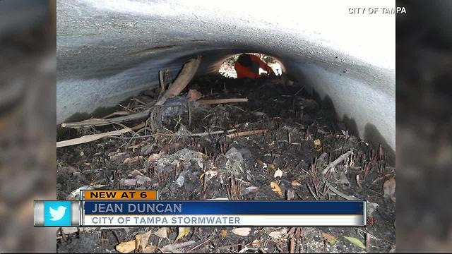 Divers remove trash from Tampa storm water pipes