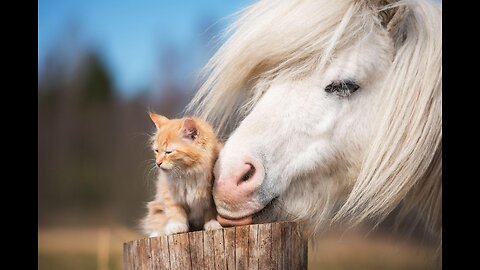 Cat sat on the horse’s back, looking like an unexpected jockey