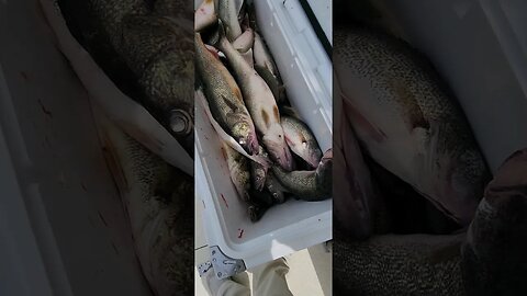 Today was a great day! We managed to get our customers 36 fish! These walleye were after Dead Eyes