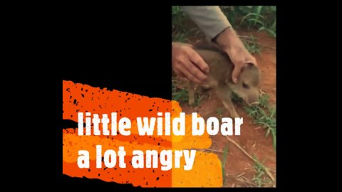 little wild boar a lot angry