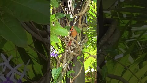 Cardinal Sings Happy Birthday I’m Convinced It’s My Grandmother #summerloadingwithyoutube #shorts