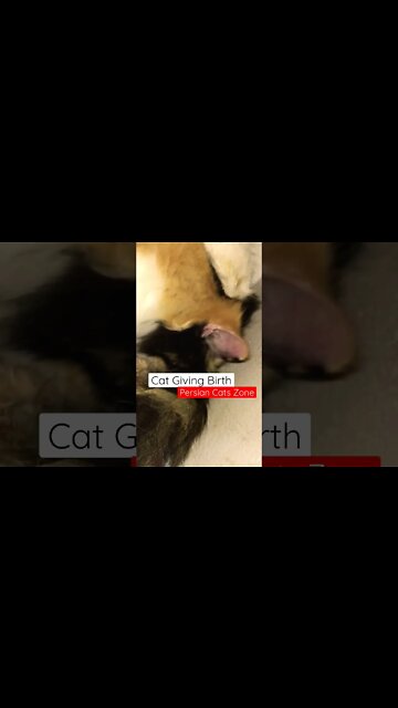 Persian Cats Zone | My Cat Giving Birth | Mother Cat