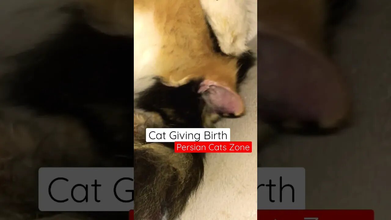 Persian Cats Zone | My Cat Giving Birth | Mother Cat