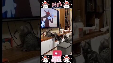 #12_😂😹😂 #Cute #Animals #For #When #You #Are #Stressed 😂😹😂 (#2022)