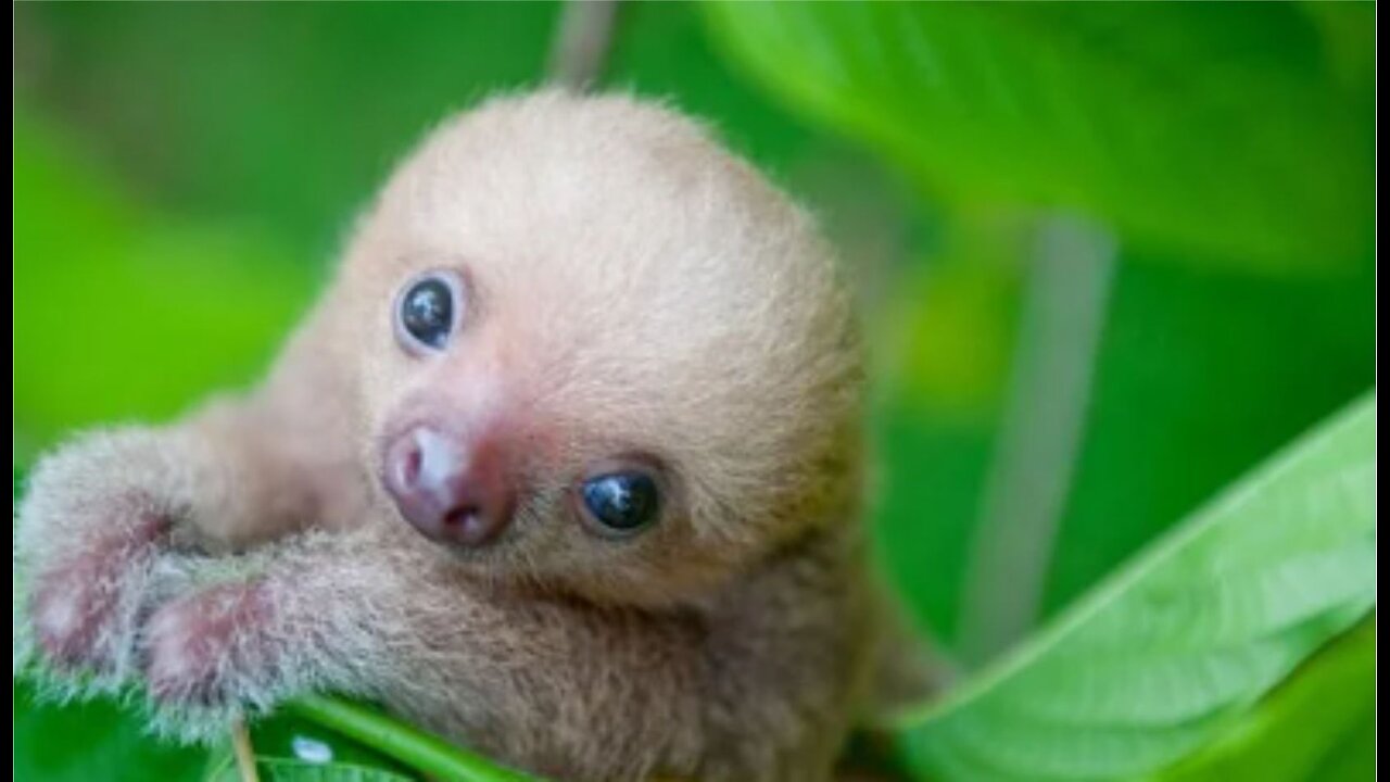Baby Sloths Being Sloths - FUNNIEST Compilation
