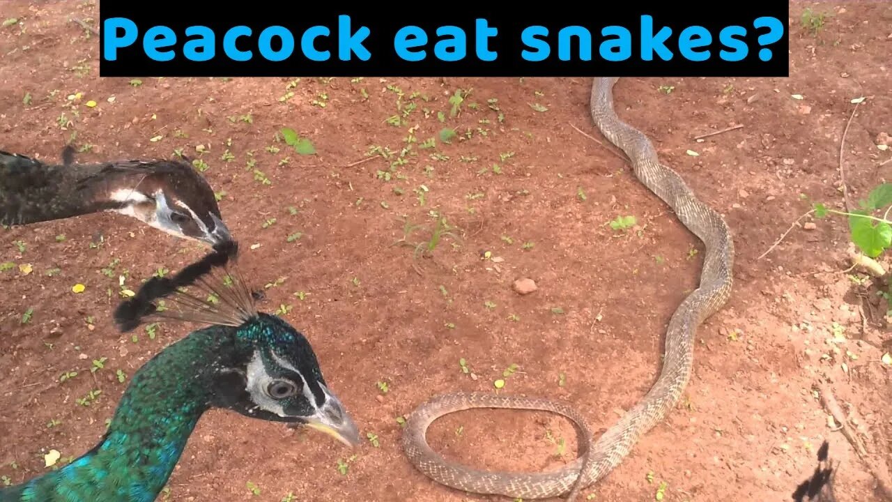 Peacock eat snakes?