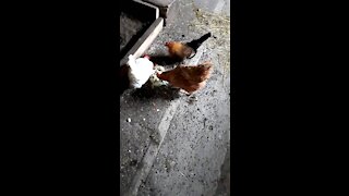 Part one of chicken wake up