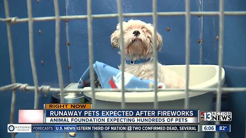 Animal Foundation receiving hundreds of lost pets after 4th of July fireworks