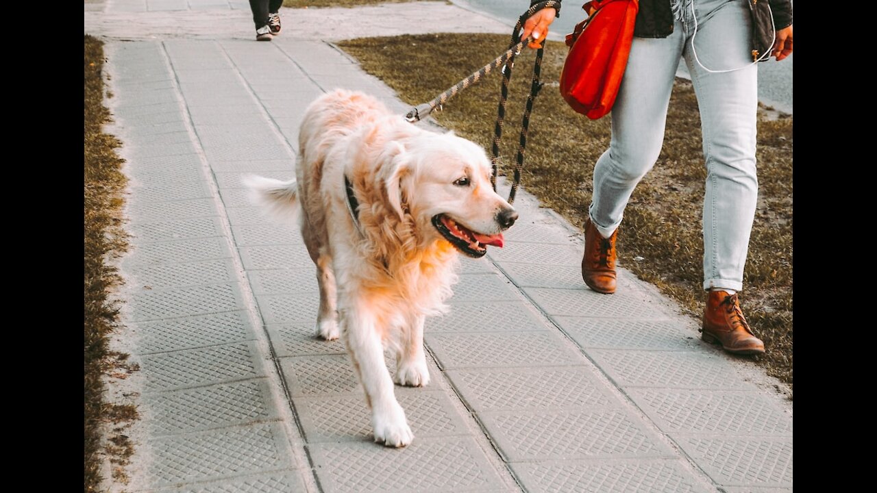 Teach ANY dog to walk good on a leash in only 5 minutes!!