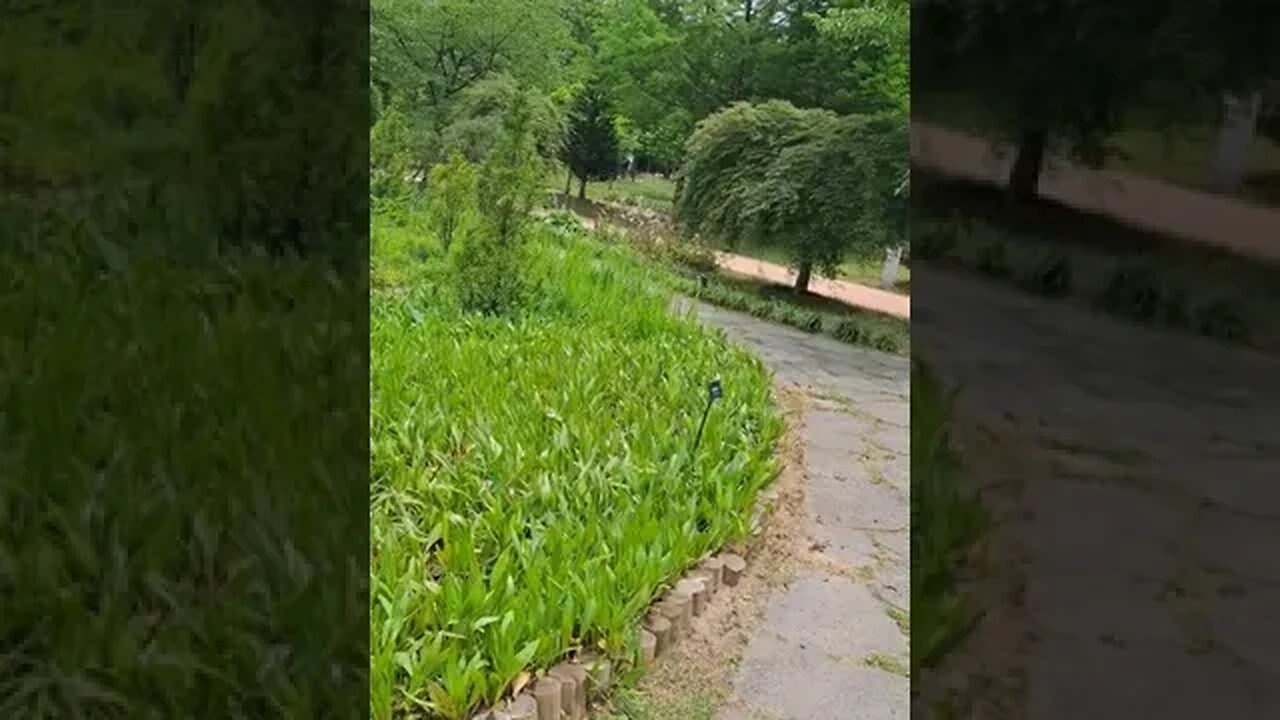 부천 무릉도원 수목원 - 가는 기린초 식물